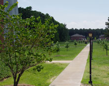 Tulip Poplars Populate Campus 